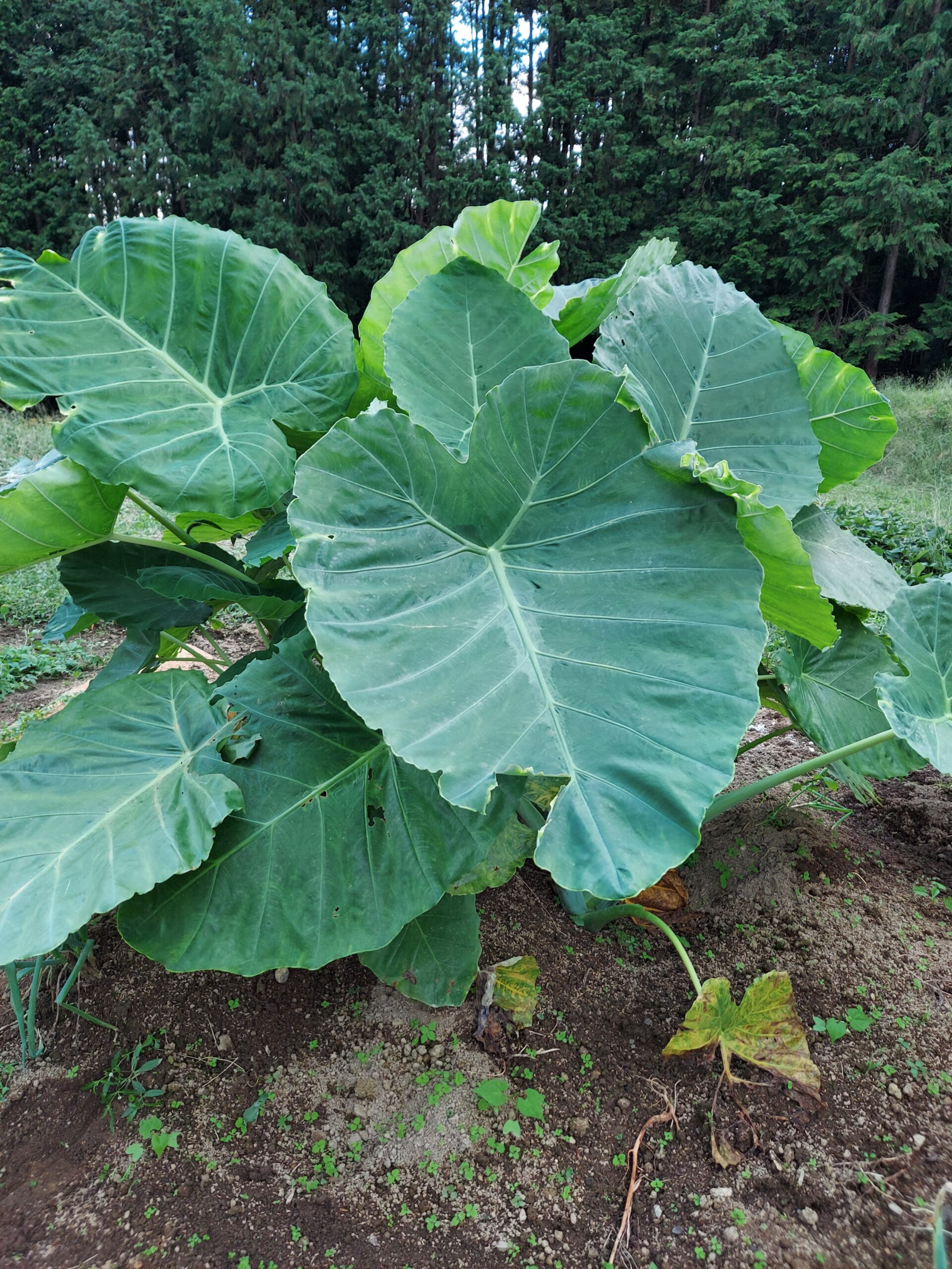 観葉植物】アーバンジャングルにおすすめ！超巨大！耐寒性のある 